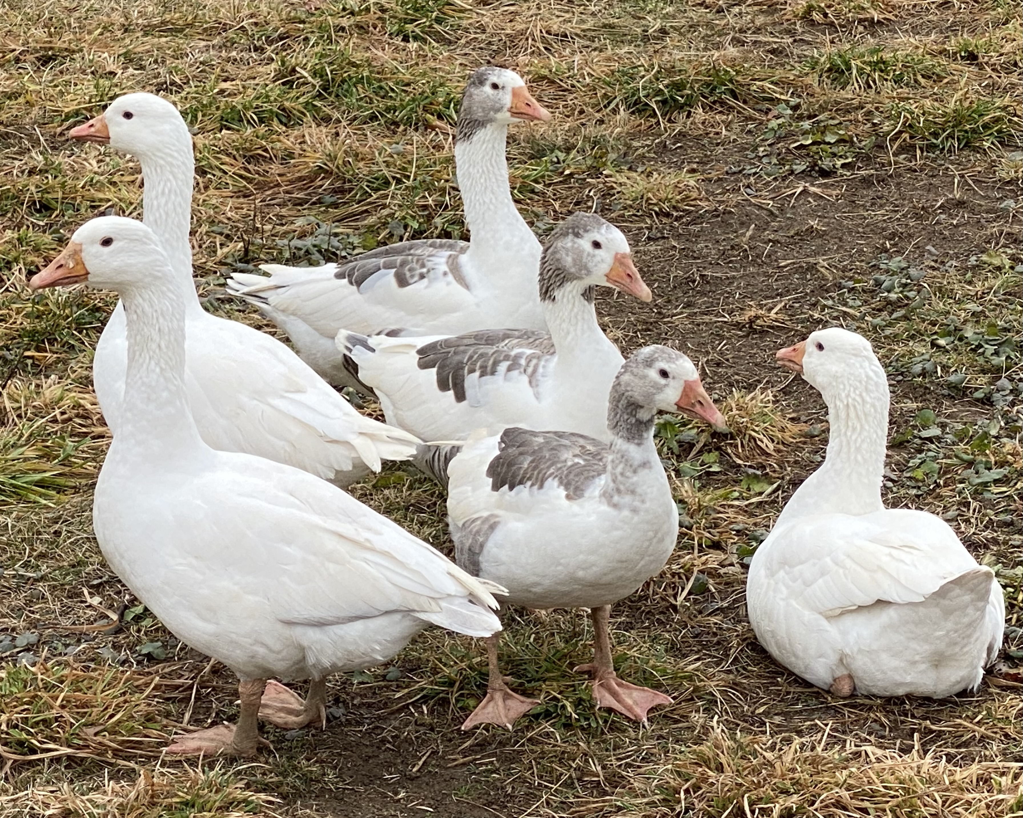 Our Cotton Patch breeding flock