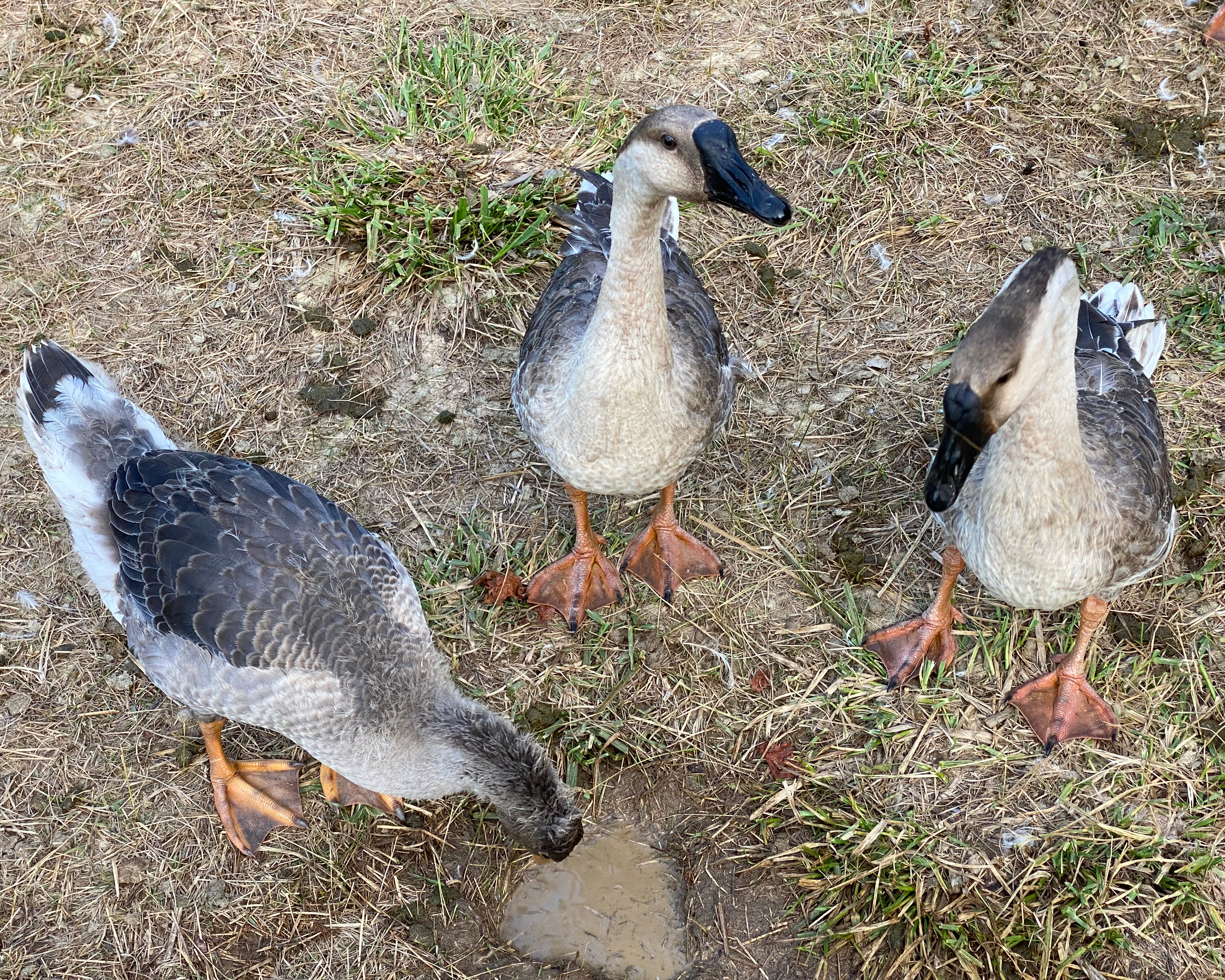 Three geese that look the same