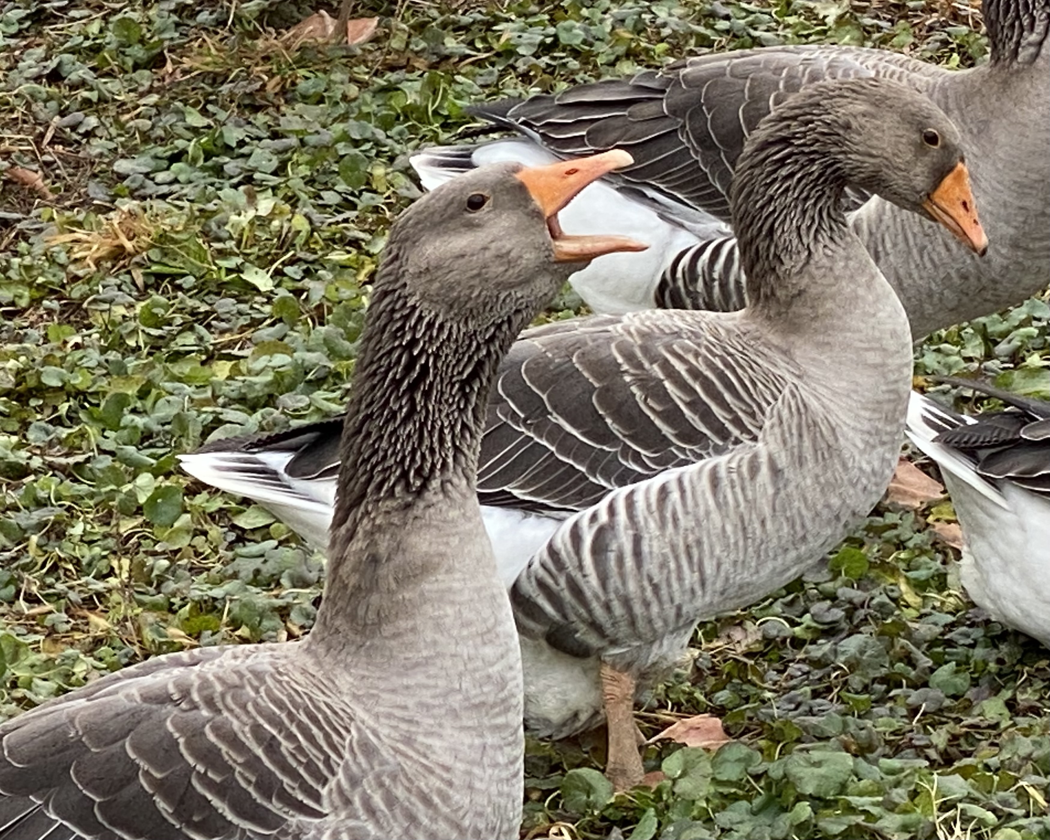 Toulouse geese making noise.